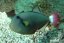 Melichthys vidua4
