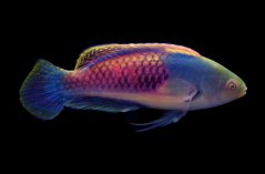 Cirrhilabrus cyanopleura