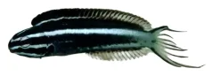 Meiacanthus kamoharai