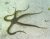 ophiarachna incrassata