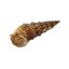cerithium echinatum3