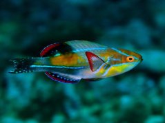 Cirrhilabrus exquisitus