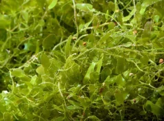 Caulerpa brachypus