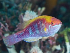 c.lubbocki1