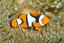 apercula
