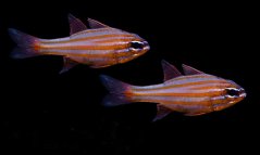 Ostorhinchus cyanosoma