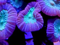 Caulastrea echinulata