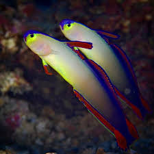 nemateleotris exquisita3