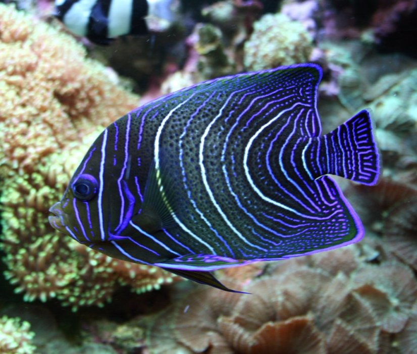 pomacanthus semicirculatus juv2