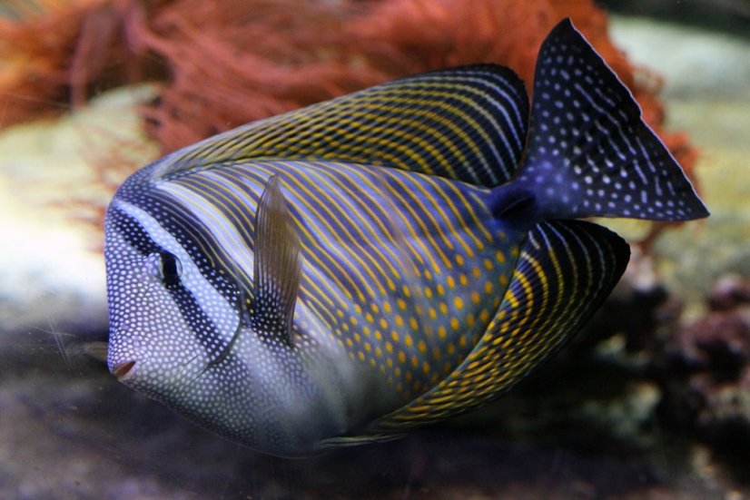 Zebrasoma desjardinii old