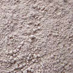 sps coral food