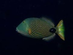 Balistapus undulatus 2