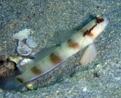 Amblyeleotris gymnocephala3