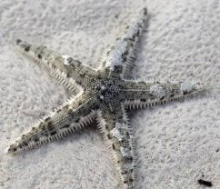 archaster typicus