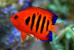 Centropyge loricula