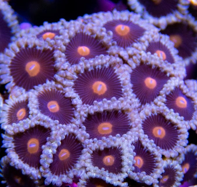 MaryJane colony
