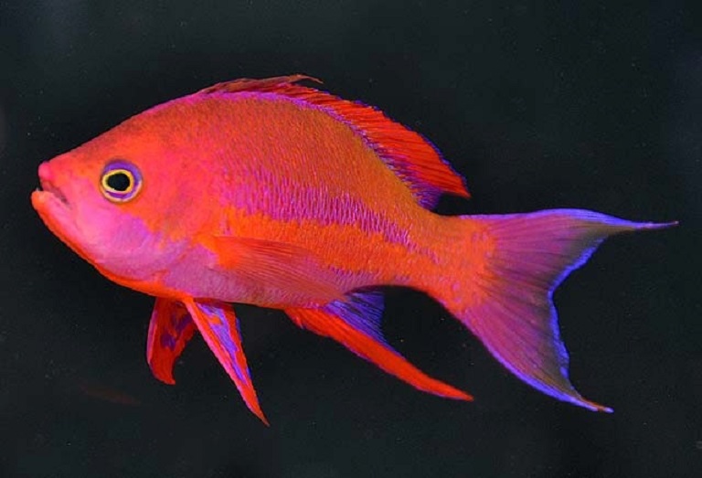 pseudanthias randalli4
