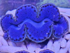 Tridacna maxima ULTRA BLUE č.2