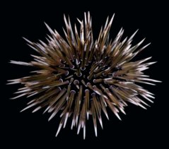 echinometra mathaei