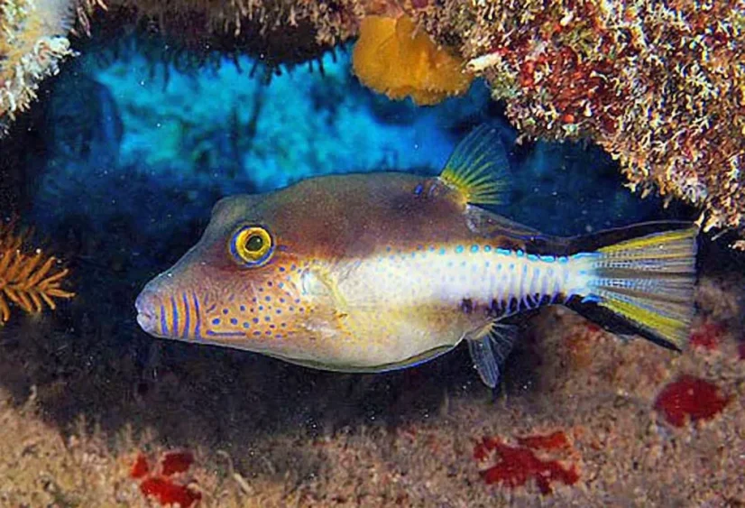 Canthigaster rostrata