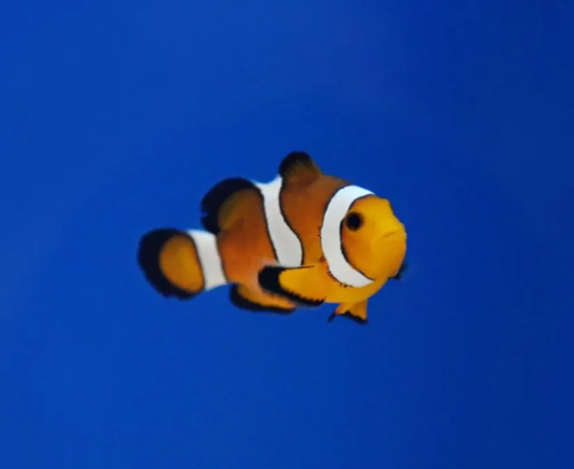Amphiprion ocellaris - Veľkosť rybky: 2 - 3 cm (S)