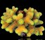 stylophora sp1