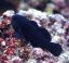 gobiodon acicularis4