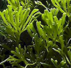 Caulerpa serrulata (Řasnatka pilovitá)
