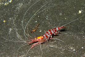 parhippolyte uveae