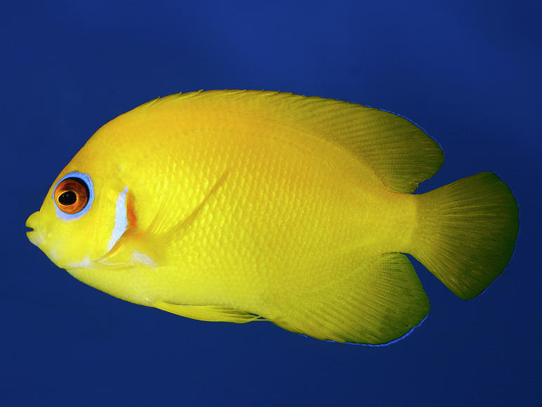 centropyge flavissima III