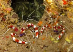 Stenopus hispidus PÁR