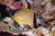 Chromis retrofasciata