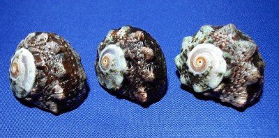 Lunella coronata