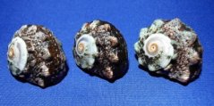 Lunella coronata
