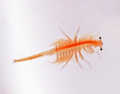 Live Brine Shrimps – Živá Artemia 15×180 ml