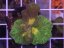 Pectinia alcicornis SPACE INVADER