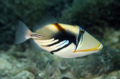 RhinecanthAculeat2DavidBurdick