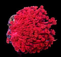 Goniopora minor Metalic Red Ultra