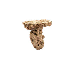 caribsea moani shrooms 2 per box 907 kg