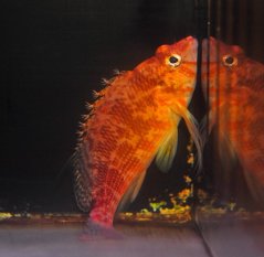 Cirrhitichthys bleekeri