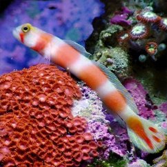 c.aurora1