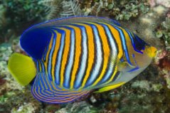 Pygoplites diacanthus