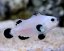 Amphiprion ocellaris SNOW STORM