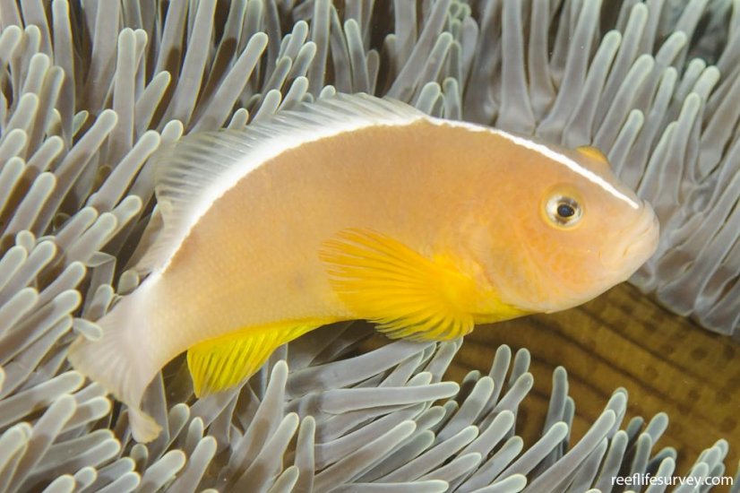 amphiprion sandaracinos5