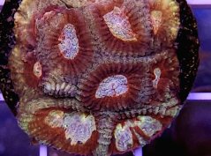 Favia sp. PREMIM