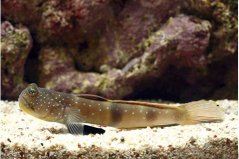 Cryptocentrus pavoninoides