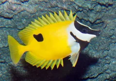 Siganus unimaculatus