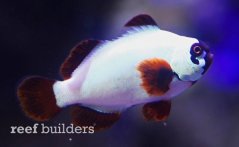 Premnas biaculeatus THUNDER