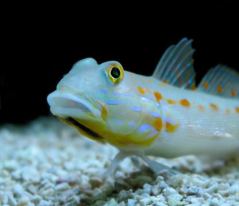 Valenciennea puellaris PÁR