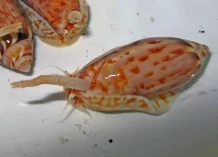 Oliva sayana